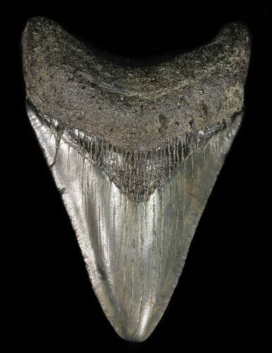Megalodon Tooth - South Carolina #47618